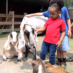 Child in petting zoo