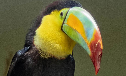 keel-billed toucan