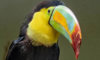 keel-billed toucan