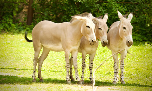 Somali wild asses