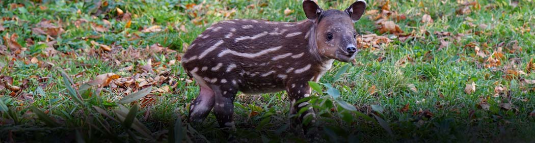 Baird's tapir, Millie, as a baby