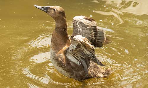 canvasback duck