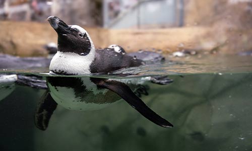 penguin swimming