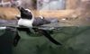 penguin swimming