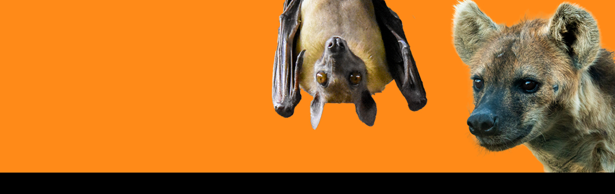 bat and hyena