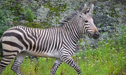 Hartmann’s Mountain Zebra