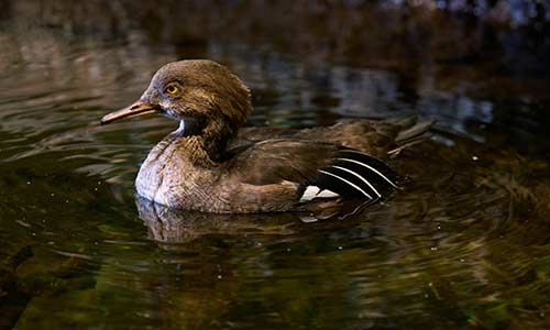 Barrow's Goldeneye