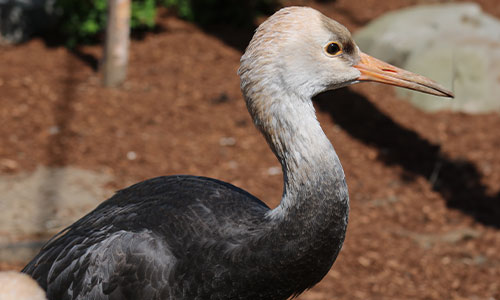 hooded crane