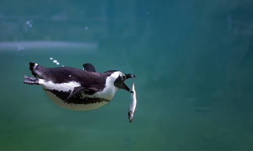 penguin eating a fish underwater
