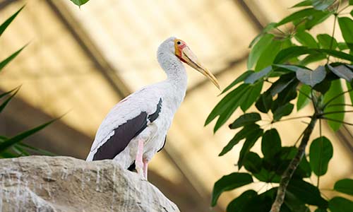 yellow-billed stork