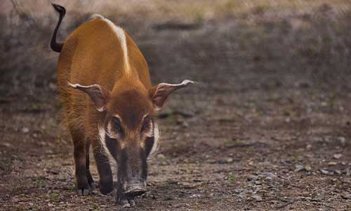 red river hog