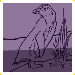 penguin coloring page