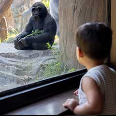 Gorilla Child2 Box
