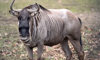 wildebeest