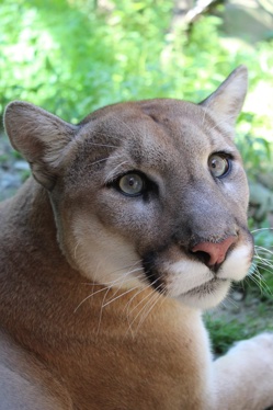 Stone Zoo Mourns the Loss of Blue the Cougar