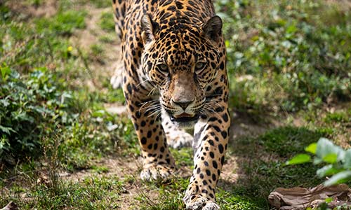 Jaguar