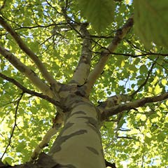tree canopy at Franklin Park Zoo