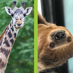 Giraffe Sloth Split