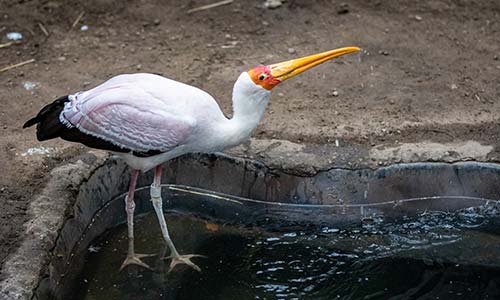 yellow-billed stork
