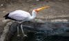 yellow-billed stork