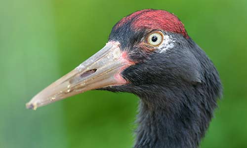 black-necked crane
