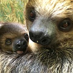 sloth mom and baby